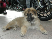 Lupo